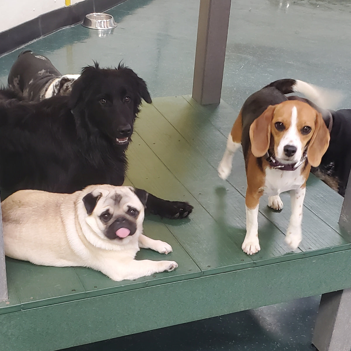 The Pampered Pet Hotel & Grooming Spa