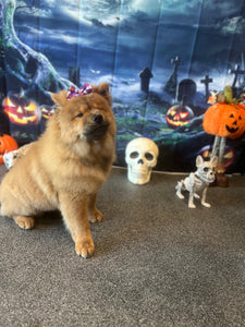 Pampered pet deals hotel and spa