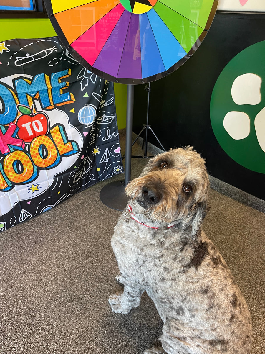 The Pampered Pet Hotel & Grooming Spa
